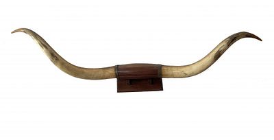 Monumental Longhorn Horns Trophy Display. Pair of Monumental Longhorn Horns Trophy Wall Display