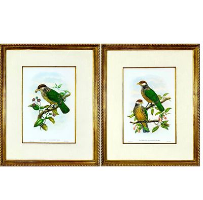 Pair of John Gould Hand-Colored Plates from BIRDS OF PARADISE (Monograph of the 