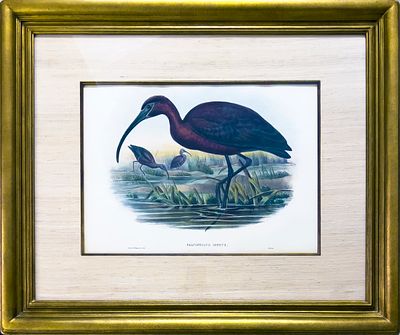 John Gould FALCINELLUS IGNEUS Hand-Colored Lithograph, Birds of Great Britain. John Gould 