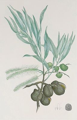 Rare Banks' Florilegium Plate 280 Printer's Proof GREVILLEA GLAUCA (PROTEACEAE)(Engraving 