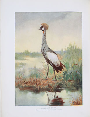 Жизнь животных в фотографиях с натуры. Общедоступная зоология / сост. Ч. Д. Корниш. Пер. с 
