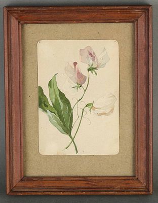 Эндаурова Любовь Меркурьевна (1853–1938). Эскиз открытки. Цветок горошка.
1900-е гг. 1900-е 