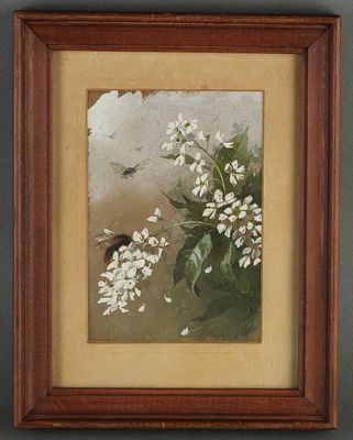 Эндаурова Любовь Меркурьевна (1853–1938). Ветка черемухи и пчелы. 1908 г.Бумага, акварель 