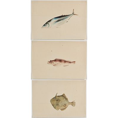 Ichthyology - 3 Japanese Fish Watercolors. Ichthyology - 3 Japanese fish watercolors Japan 