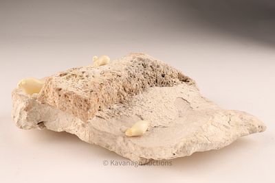 Inuit Miniature Carving Landscape Scene, Bone & Stone. Carved bone figures mounted on a natural 