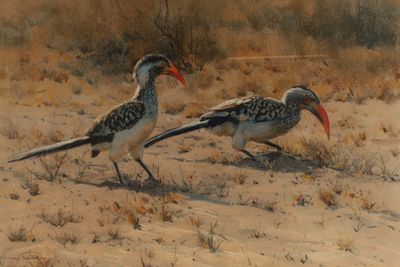 Dino Paravano (Italian/American, b. 1935), Pastel on Paper, Two Red Billed Hornbills / Birds 