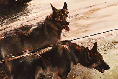 Normand Gerard (born 20th Century) Avant le depart Acrylic on panel Painting of Dogs in a city 