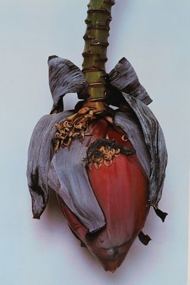 Nobuyoshi Araki (b. 1940), Sensual Flowers, 1997, Photographic Print, 2004. Nobuyoshi Araki 