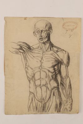 French Academic Anatomical Study (Ecorche), 1881, Ecole des Beaux-Arts Decoratifs. French School 