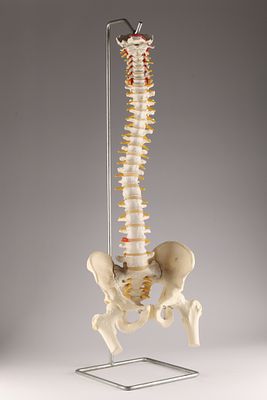 Human Anatomical Spine and Pelvis Model on Metal Stand. A life-size anatomical model of a human 