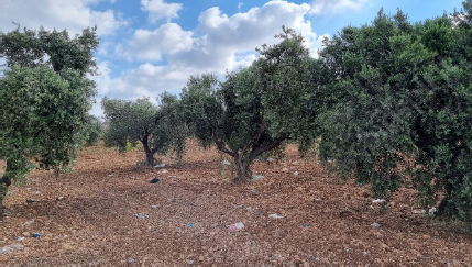 קיירה - יהלומי, חב' עו"ד ונוטריון | תאריך אחרון להציע הצעות - נכס בכפר יאסיף מכונס נכסים