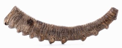 Large Ibex Horn Shofar – Palestine. Ibex horn shofar. [Palestine, first half of 20th century]. 