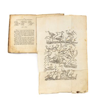 ספר זבחי כהן – עם לוחות איורים – ליוורנו, תקצ"ב. ספר זבחי כהן, קיצור דיני שחיטה, בדיקת הריאה 