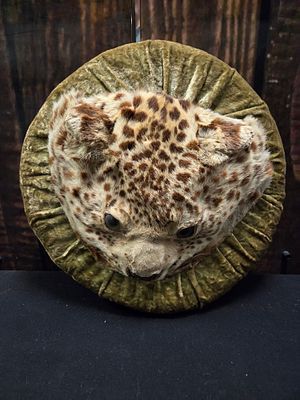 Taxidermy Leopard Head Mounted on a Pleated Velvet Cushion. A taxidermy leopard head with tan 