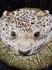 Taxidermy Leopard Head Mounted on a Pleated Velvet Cushion. A taxidermy leopard head with tan Image - 1