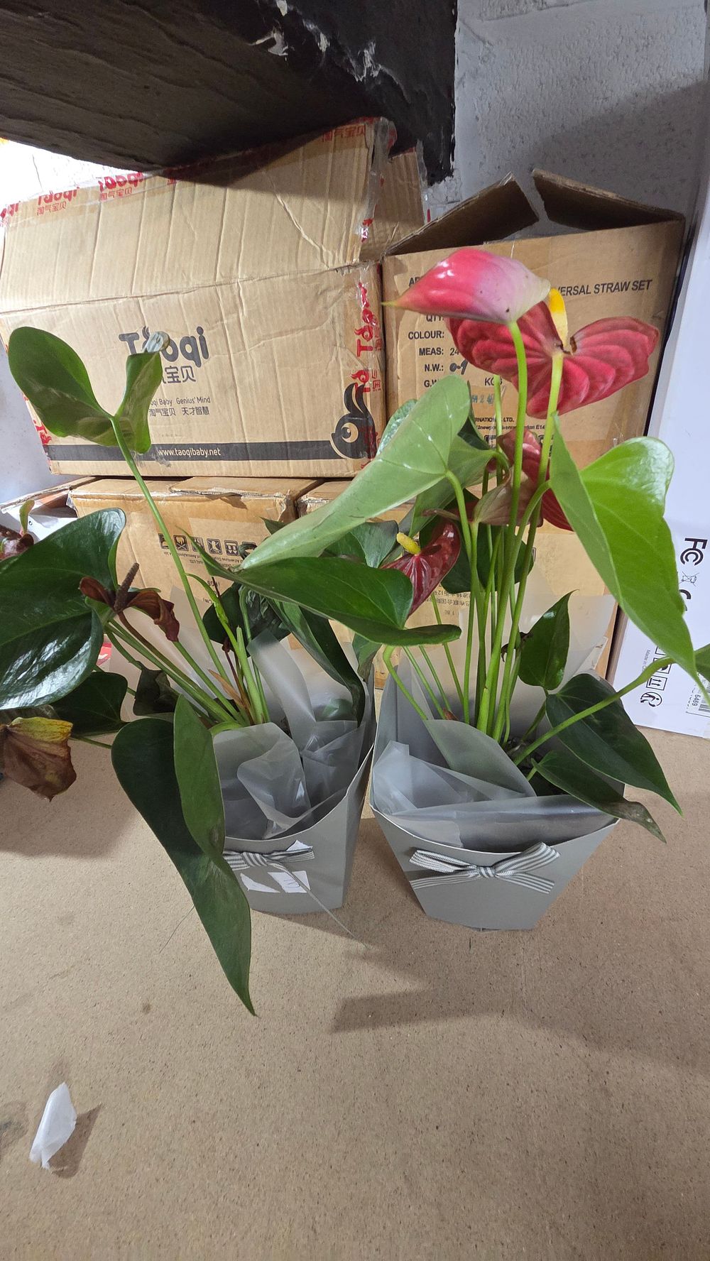 Lot 572 – Two Potted Anthurium Plants in Gift Bags
