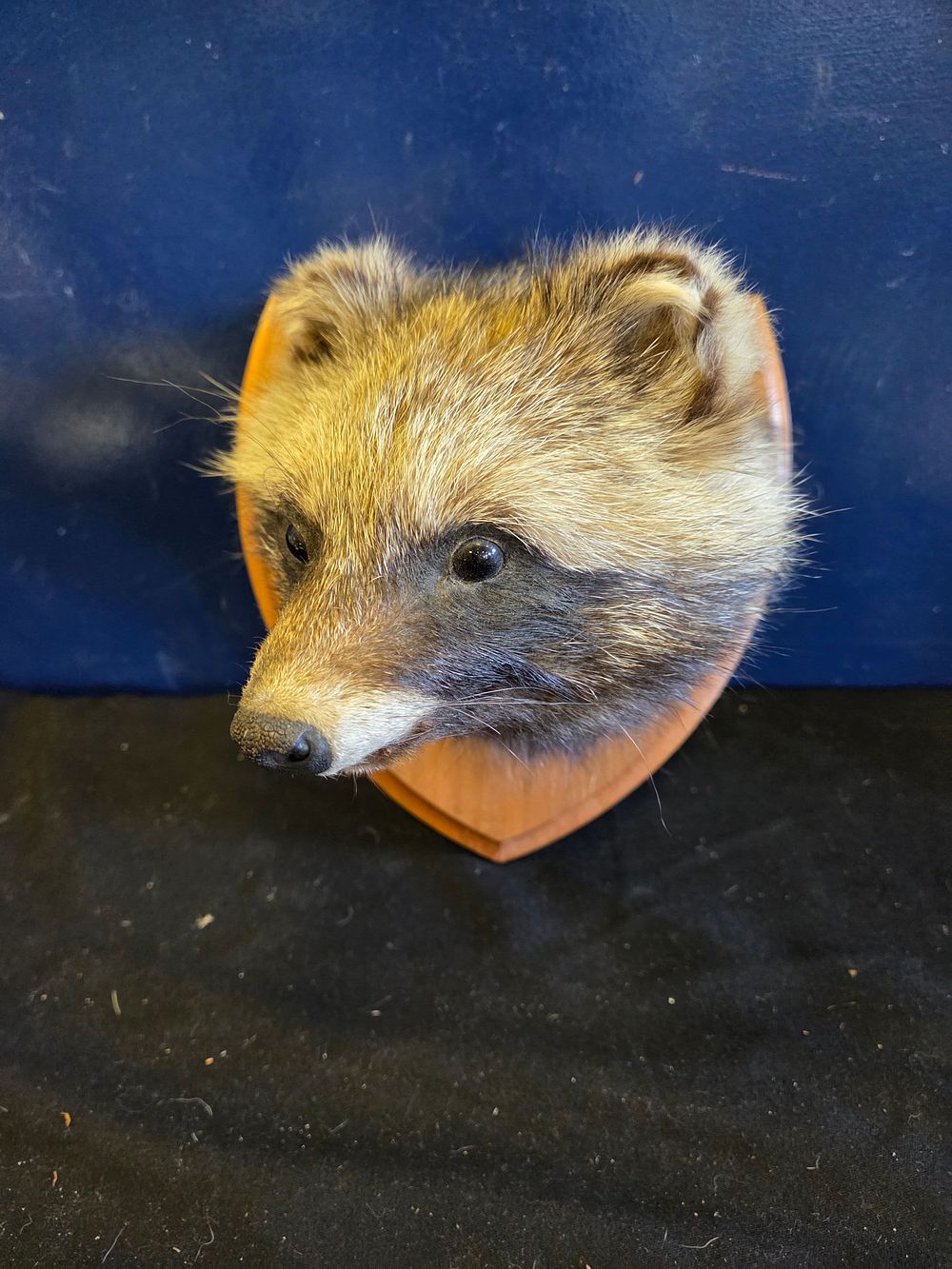 Lot 205 – A Taxidermy Shoulder Mount of a Japanese Raccoon Dog or Tanuki