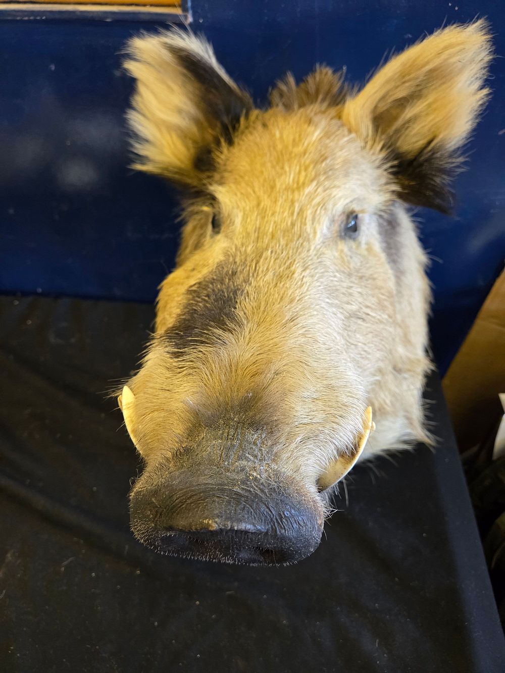 Lot 206 – A Taxidermy Shoulder Mount of a Spotted Feral Boar