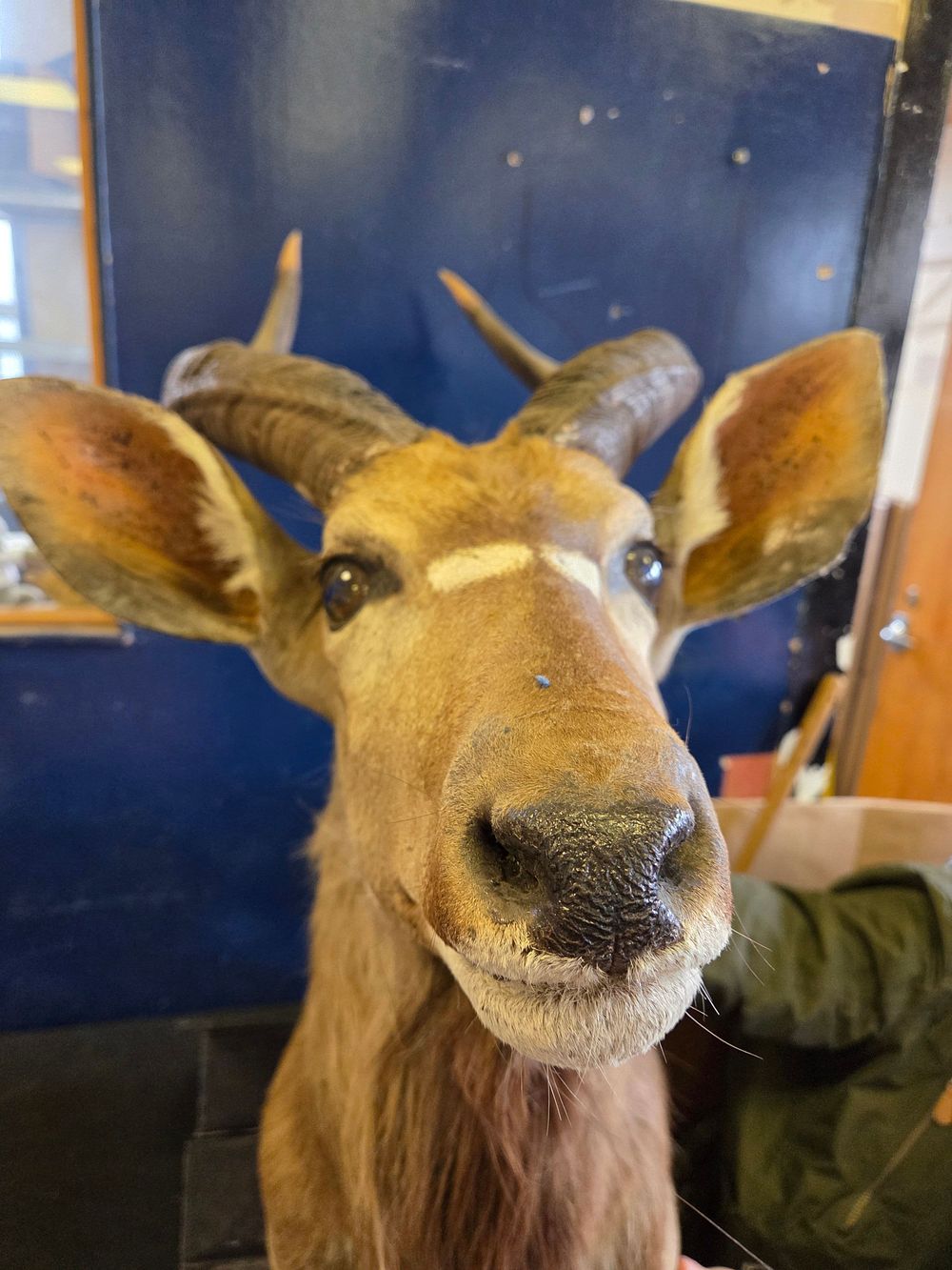 Lot 213 – African Nyala Taxidermy Shoulder Mount