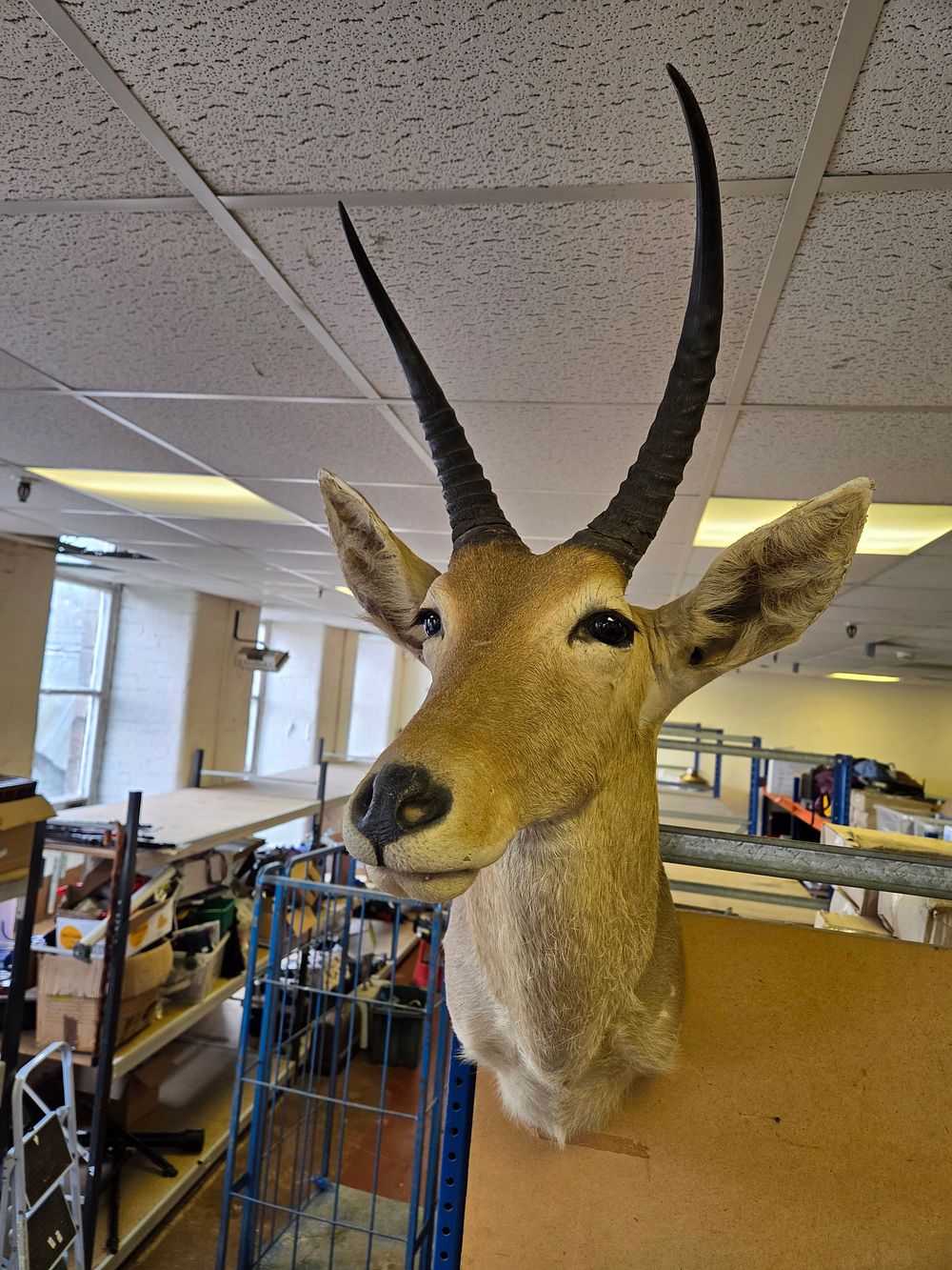 Lot 214 – A Taxidermy Shoulder Mount of an African Reedbuck
