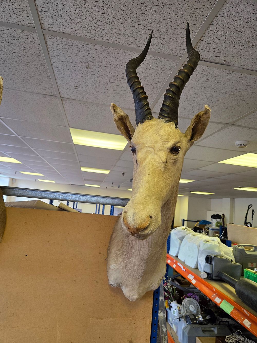 Lot 215 – A Taxidermy Shoulder Mount of a White Blesbok