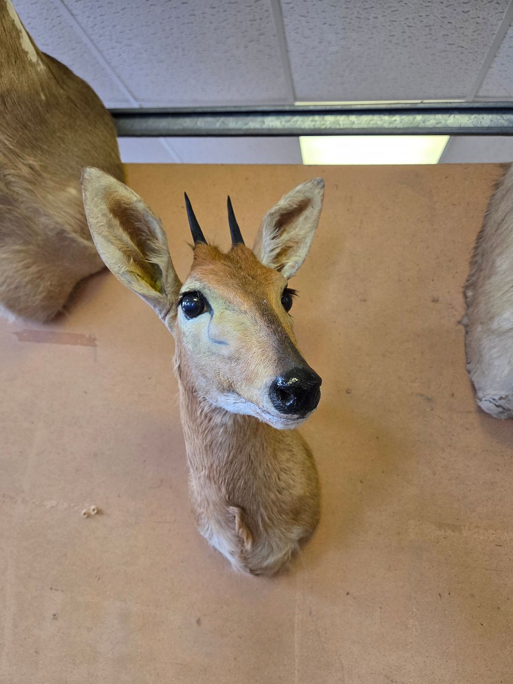 Lot 216 – Common Duiker Taxidermy Shoulder Mount