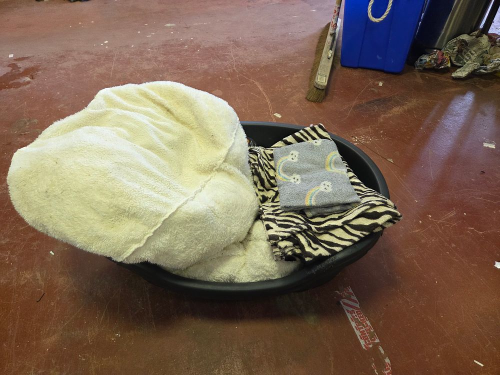 Lot 199 – Two oval plastic pet beds and an assortment of soft bedding