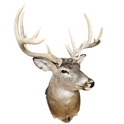 Whitetail 14 Point Deer Shoulder Mount Small mark/nick on head near eye. Approximately 31 