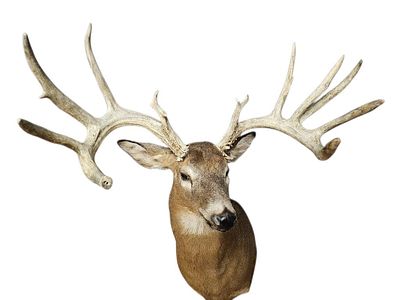 Whitetail Deer Buck Shoulder Mount Antlers slightly loose on head. Spread approximately 25 
