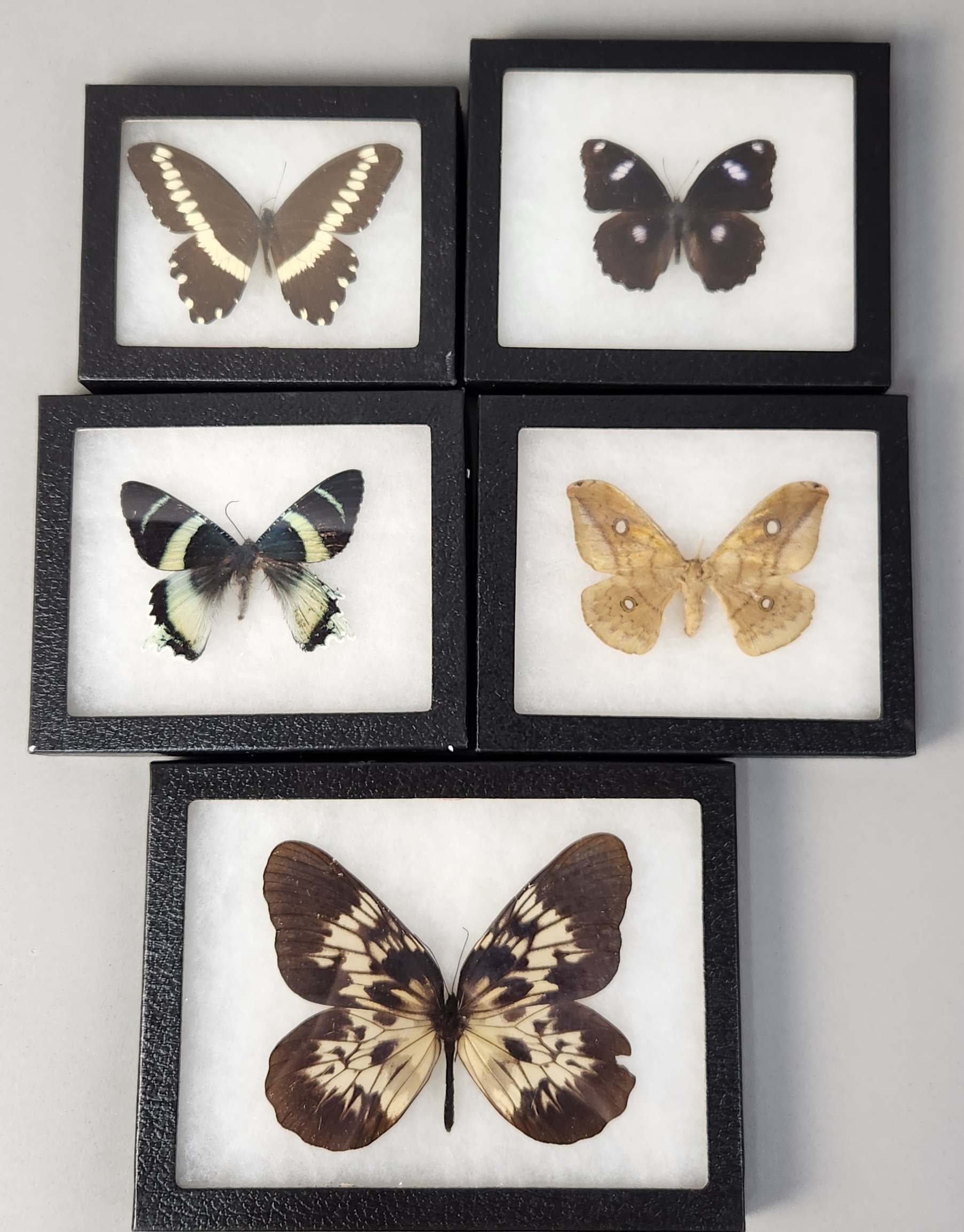 Framed Lepidoptera Specimens