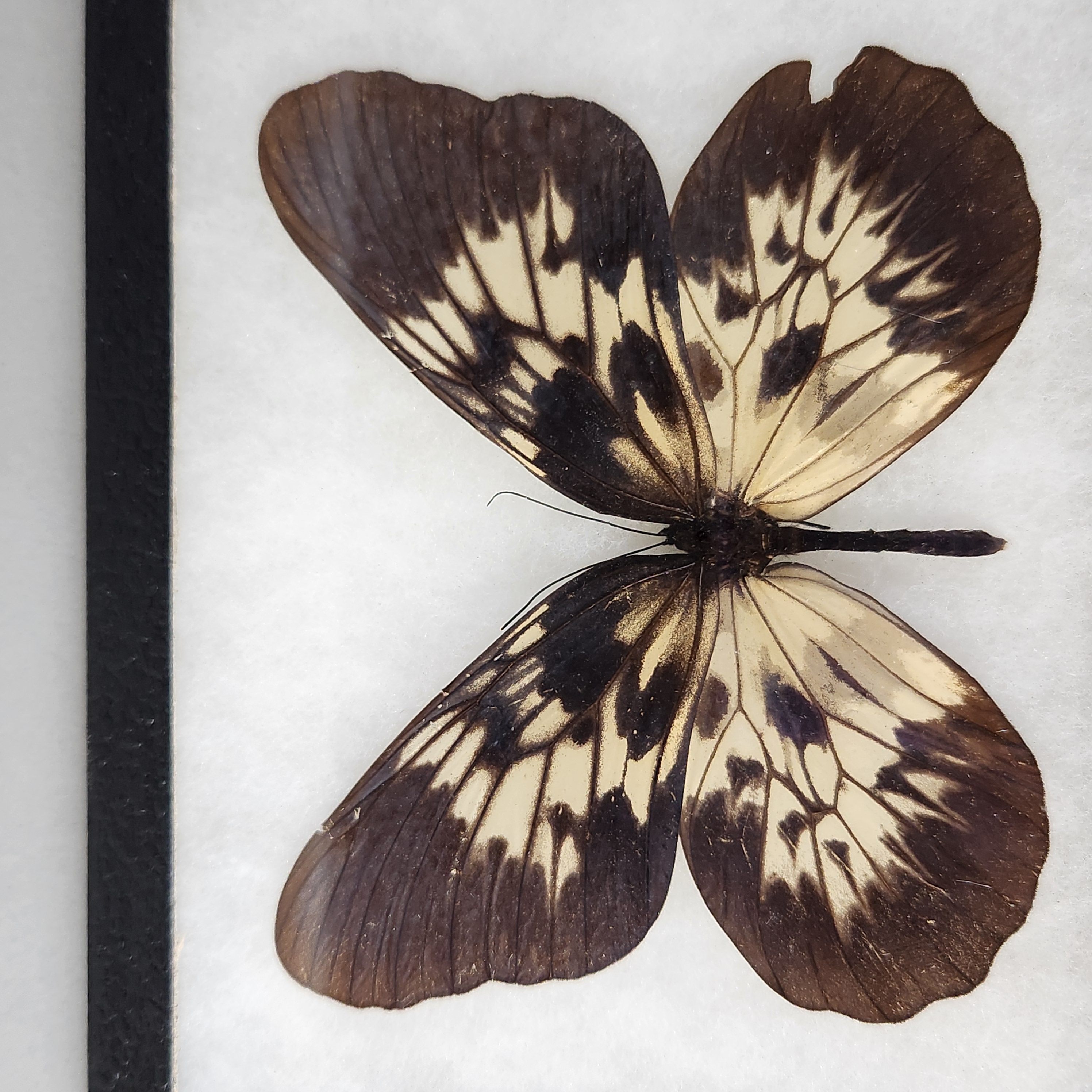 Framed Lepidoptera Specimens