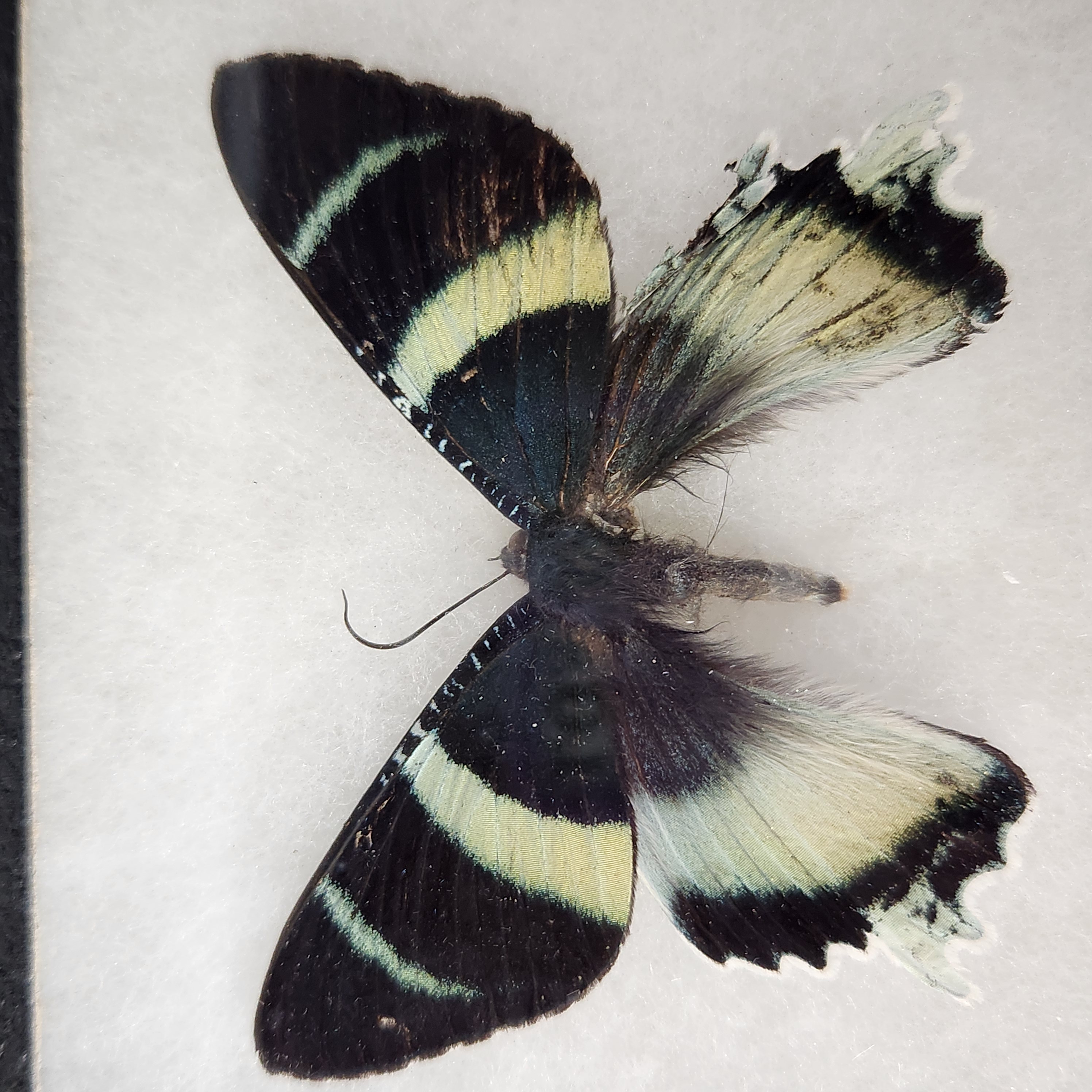 Framed Lepidoptera Specimens