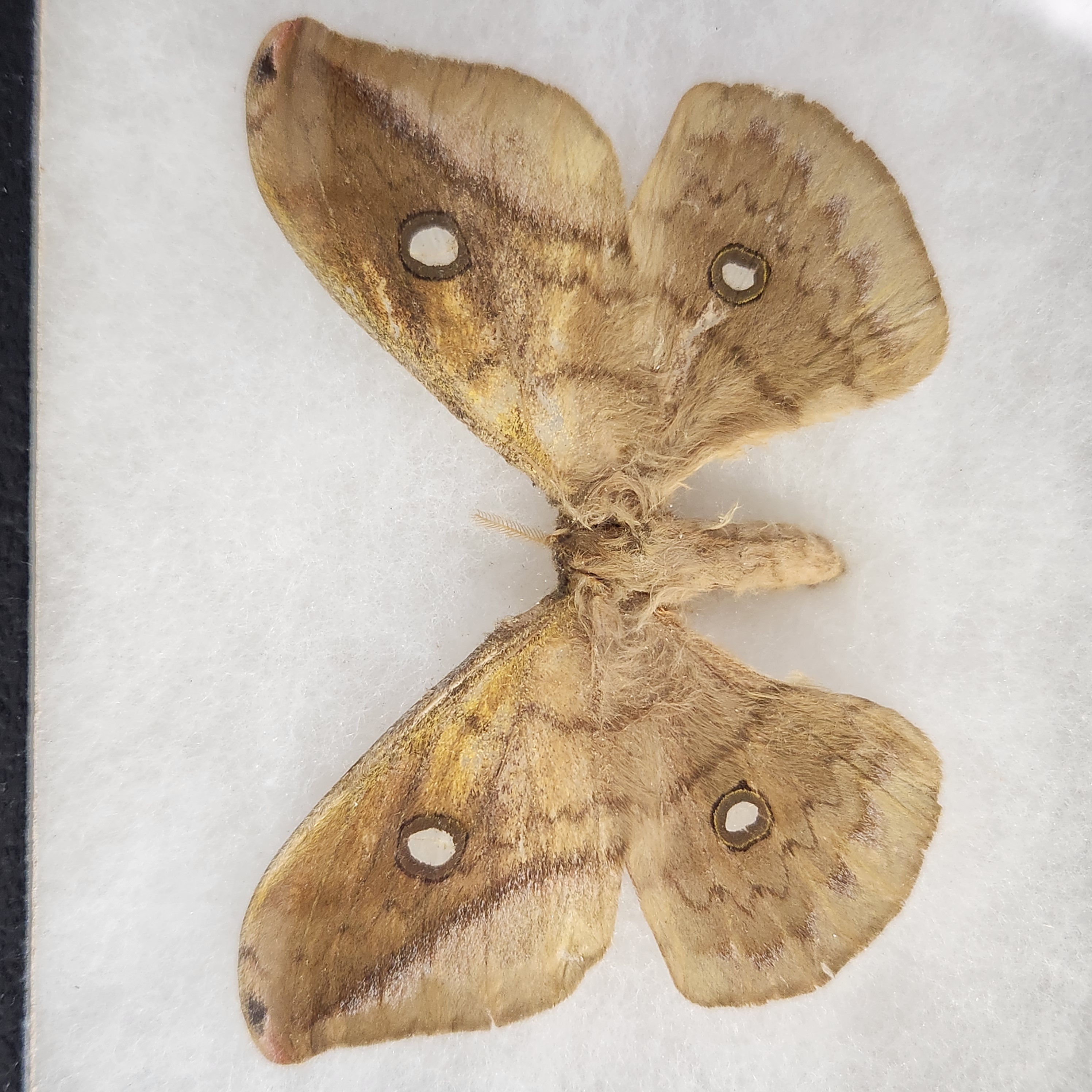 Framed Lepidoptera Specimens
