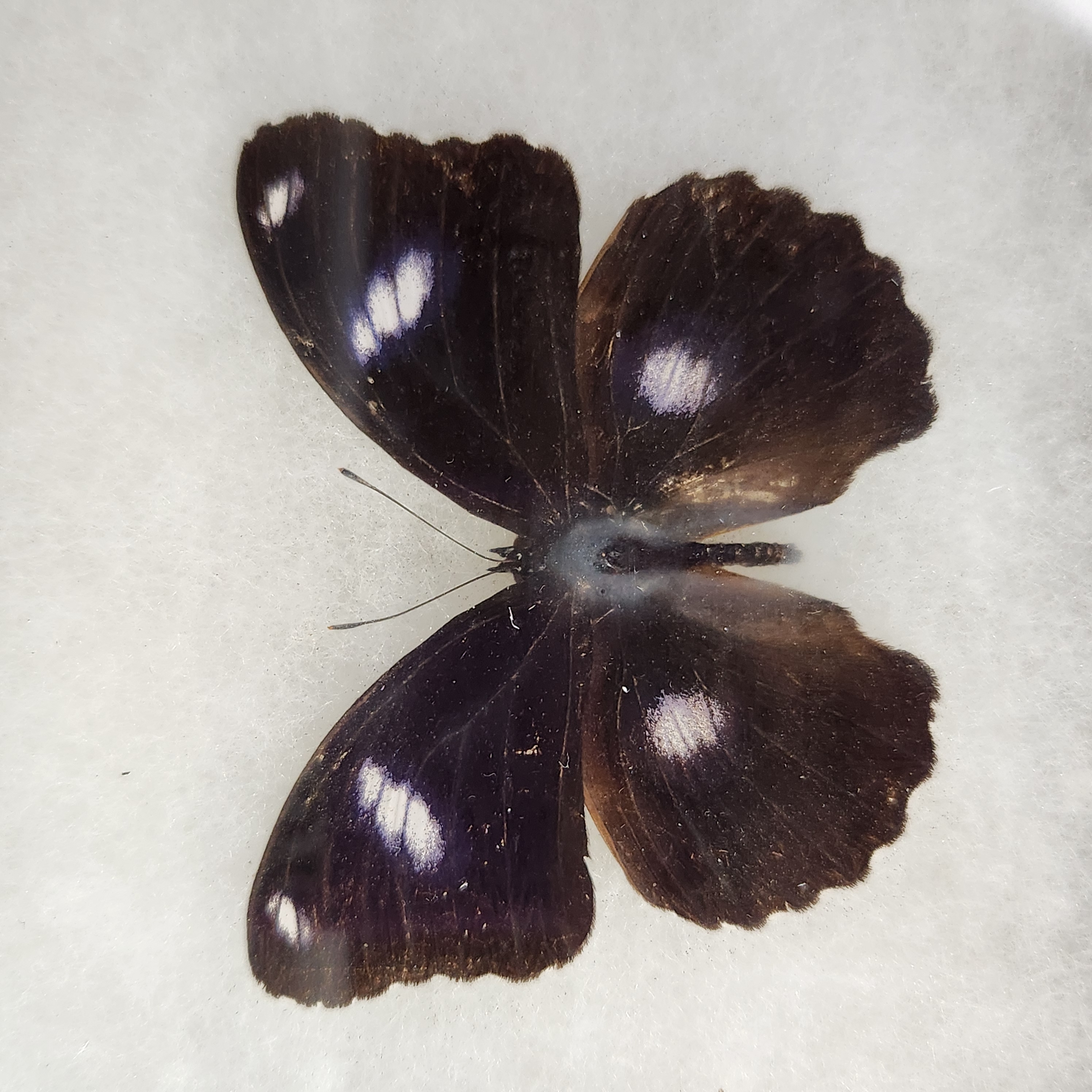 Framed Lepidoptera Specimens