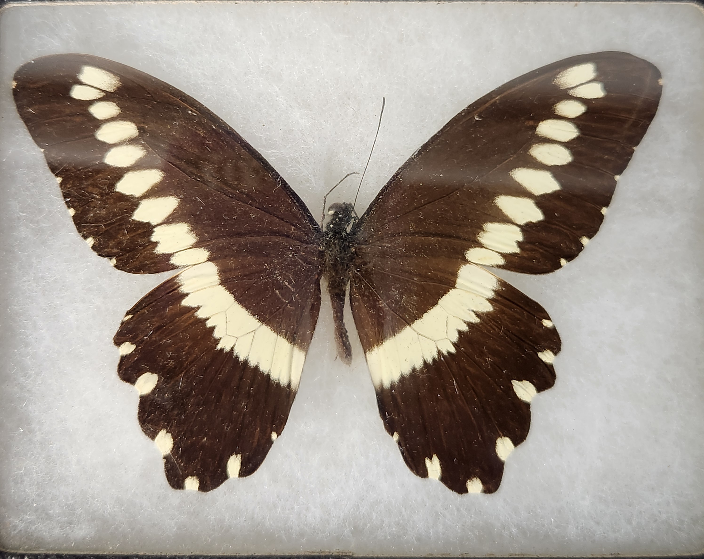 Framed Lepidoptera Specimens