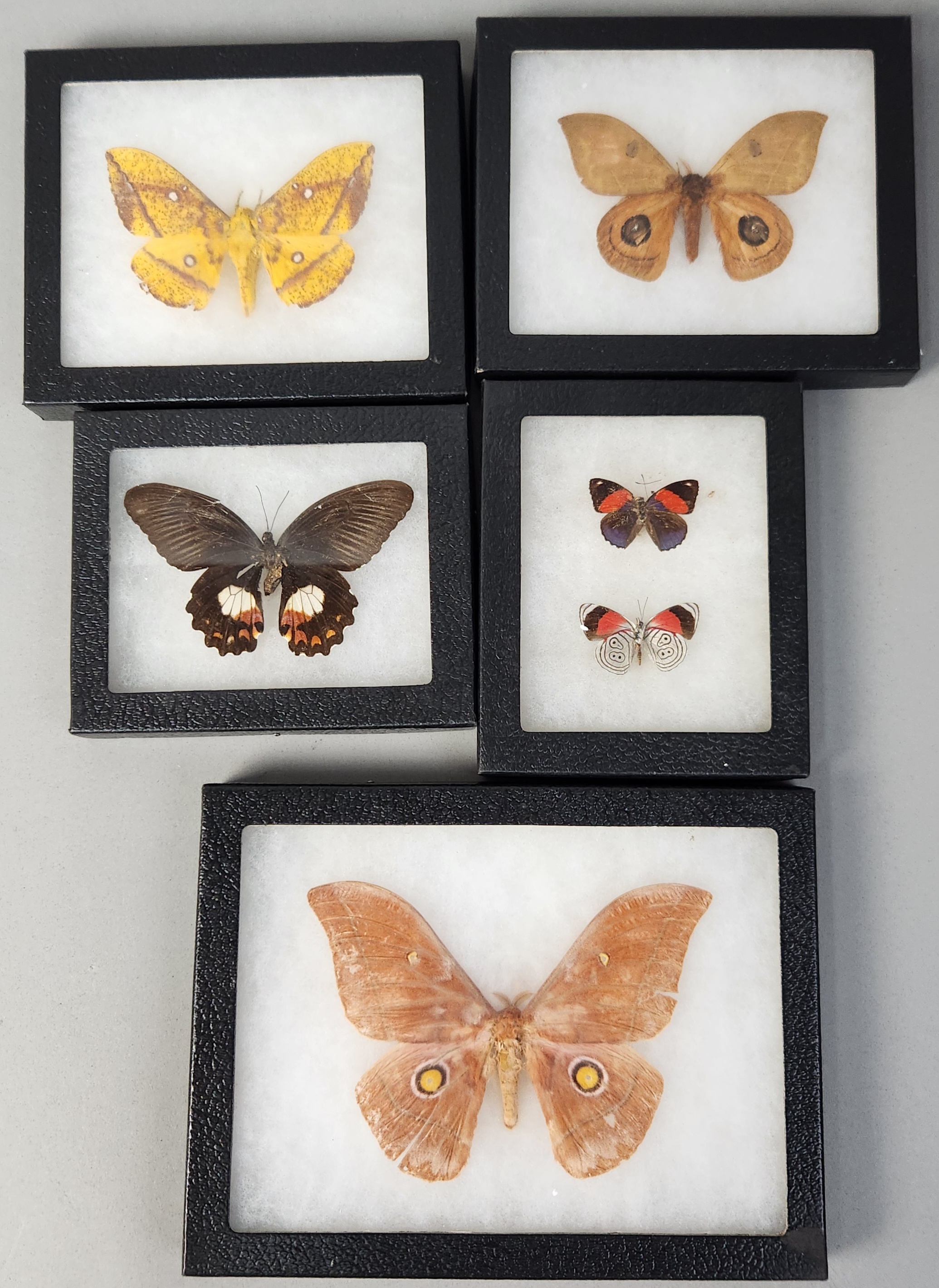 Framed Lepidoptera Taxidermy Specimens
