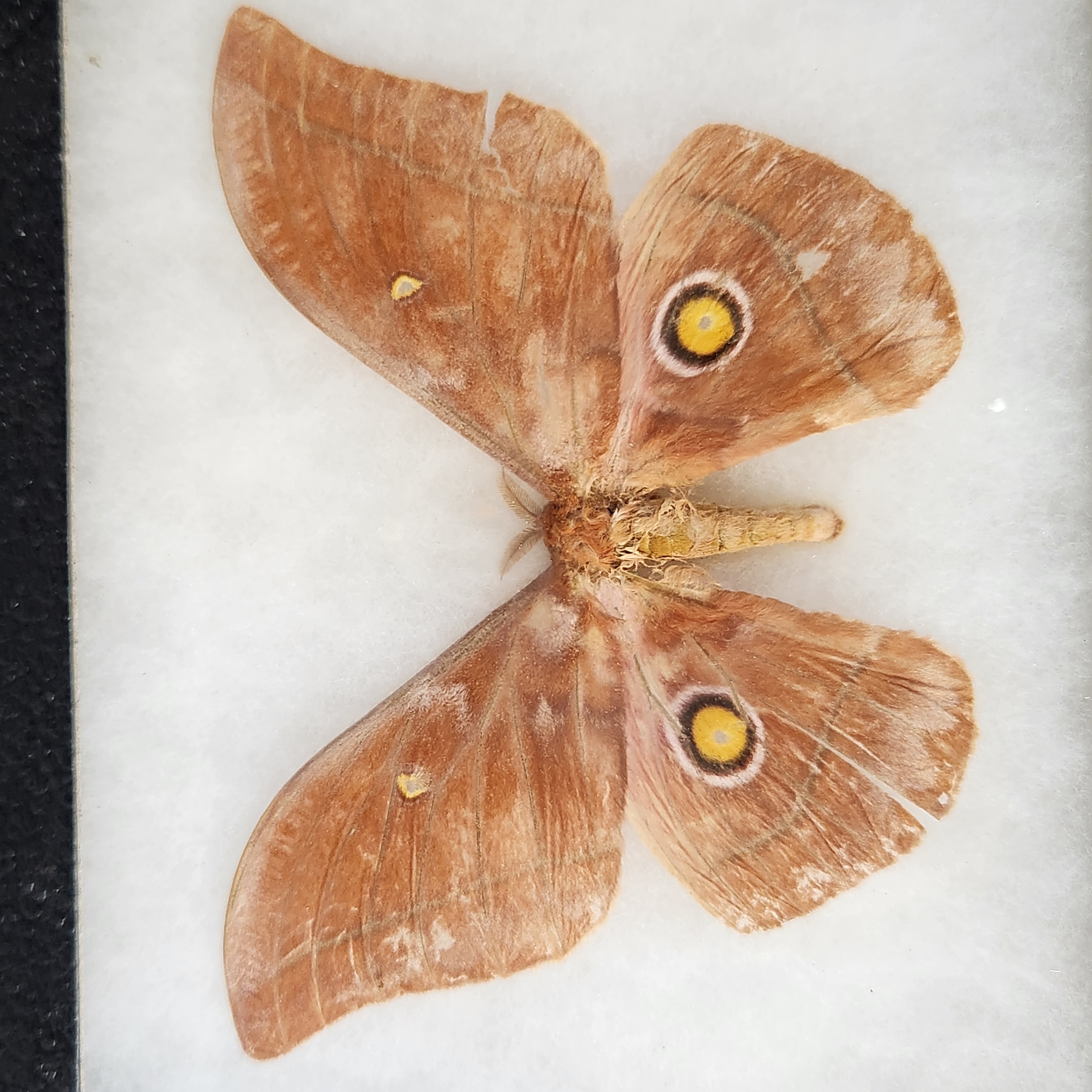 Framed Lepidoptera Taxidermy Specimens