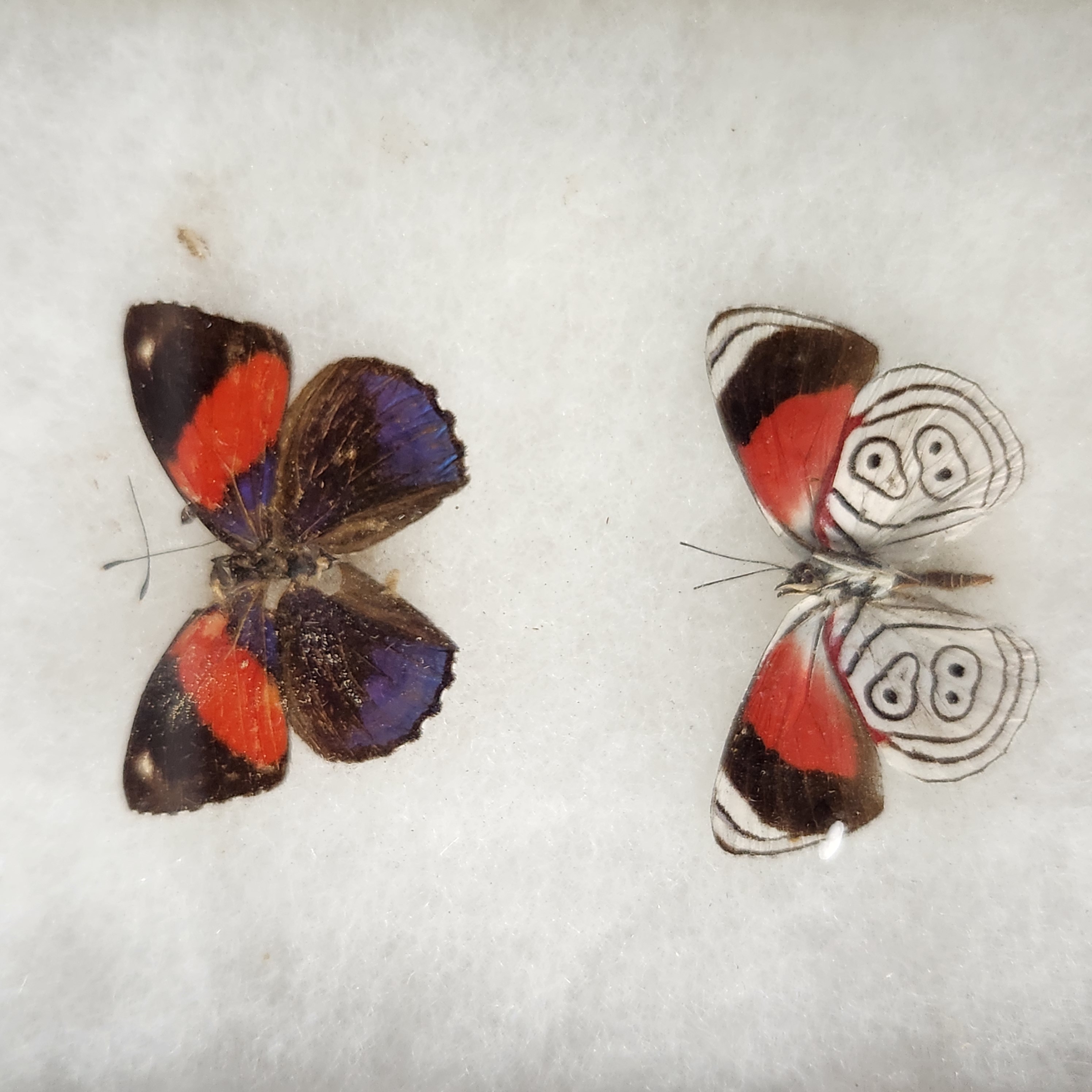 Framed Lepidoptera Taxidermy Specimens