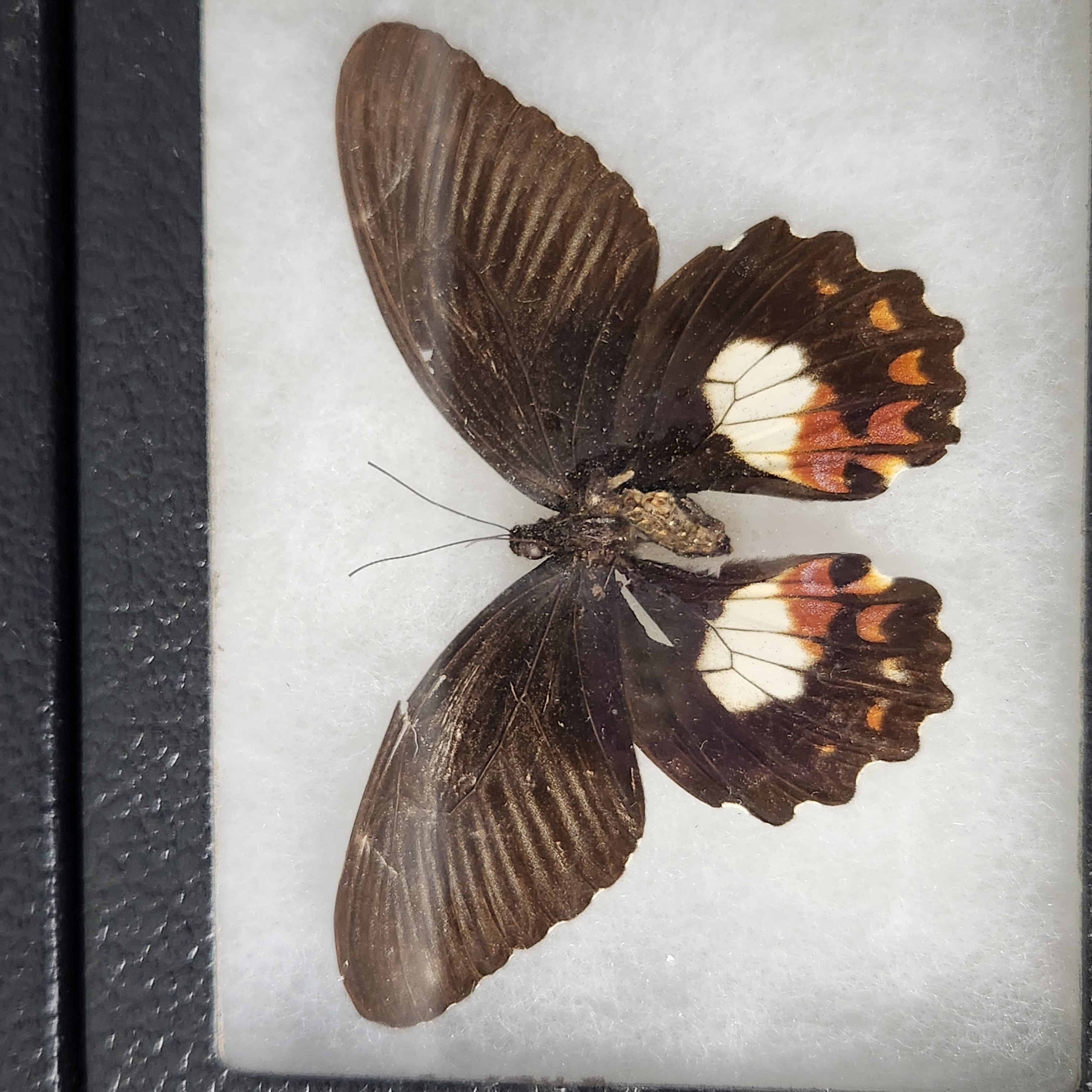 Framed Lepidoptera Taxidermy Specimens