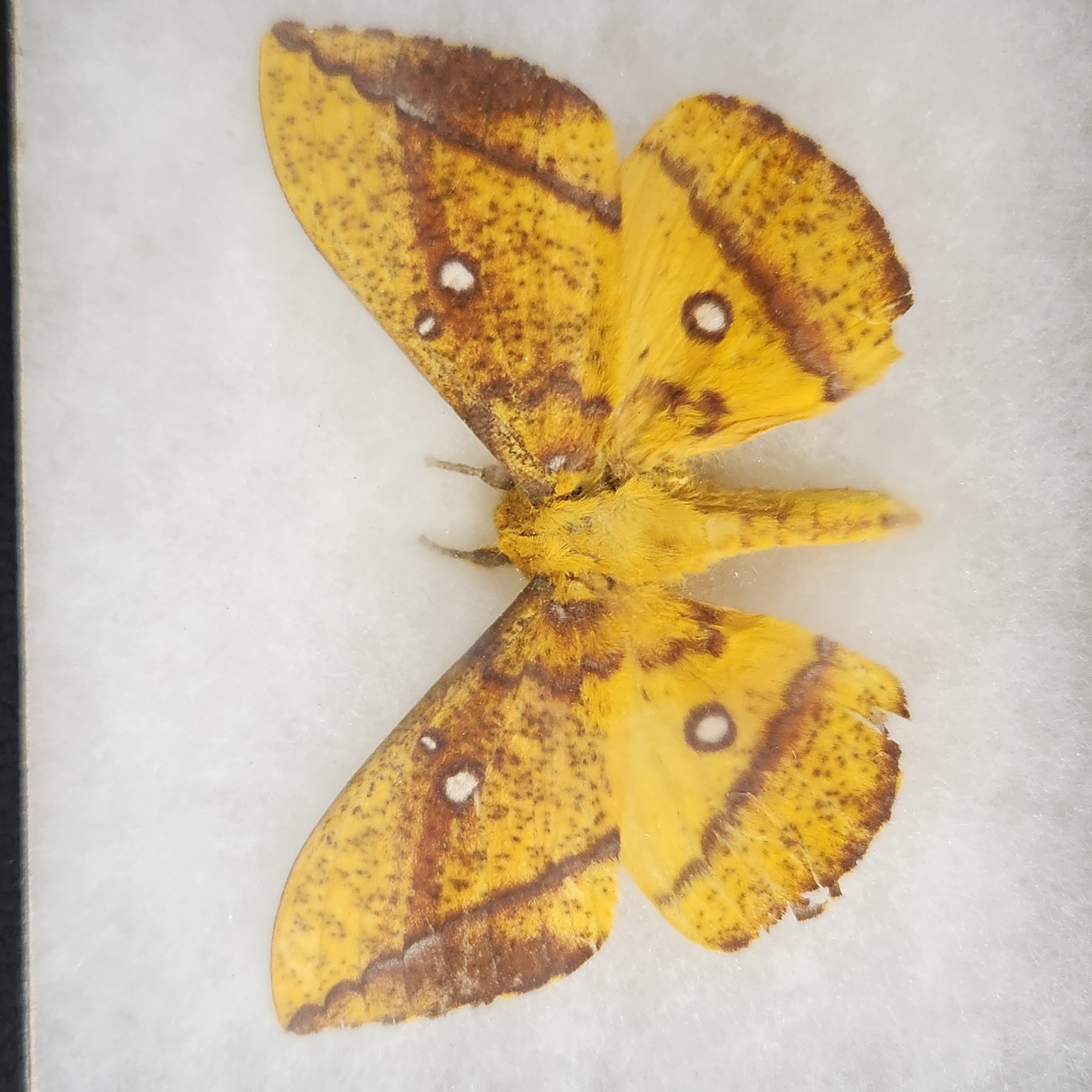 Framed Lepidoptera Taxidermy Specimens