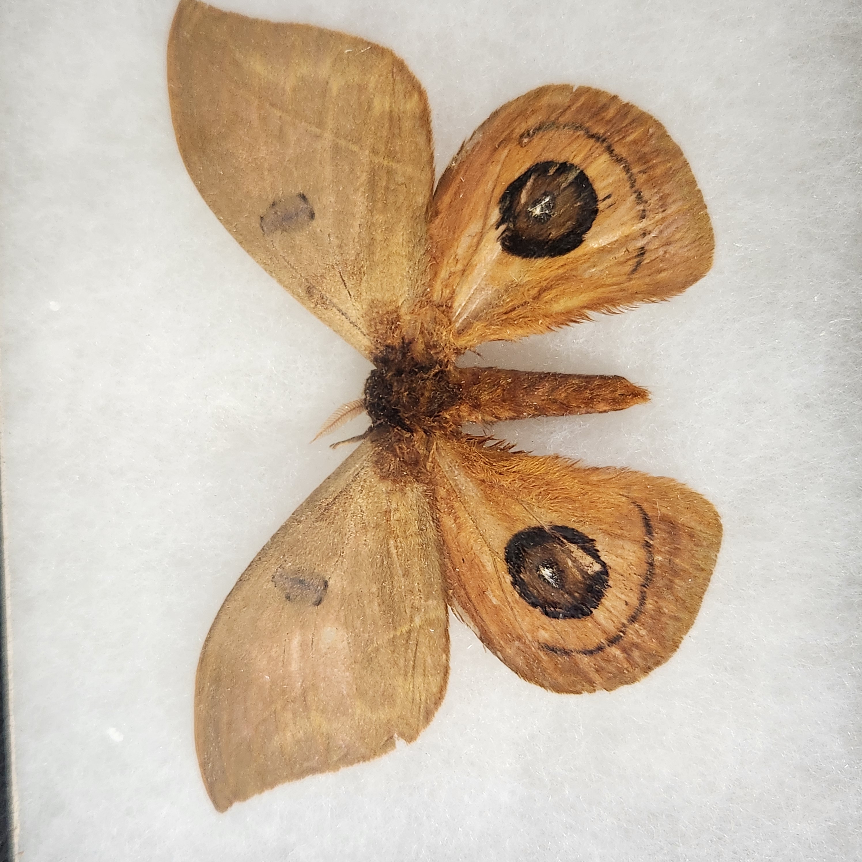 Framed Lepidoptera Taxidermy Specimens