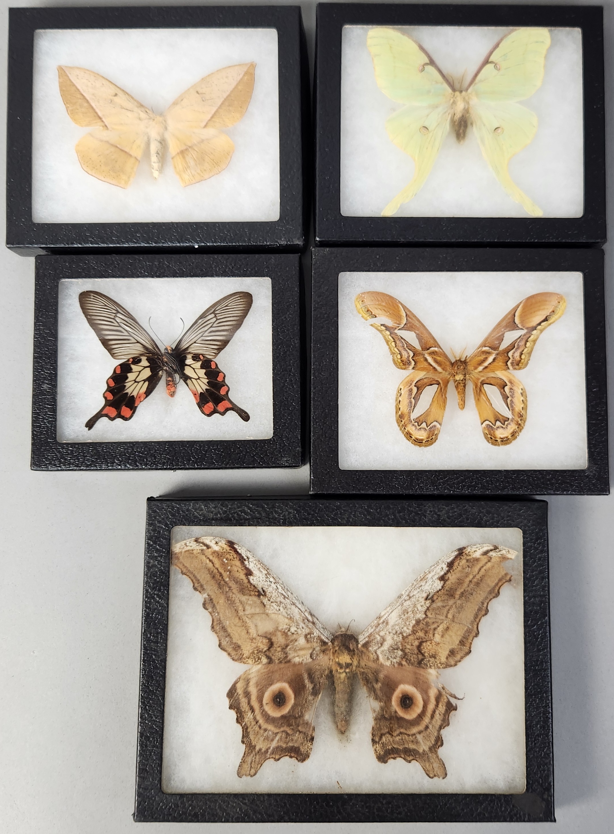 Framed Taxidermy Insect Specimens