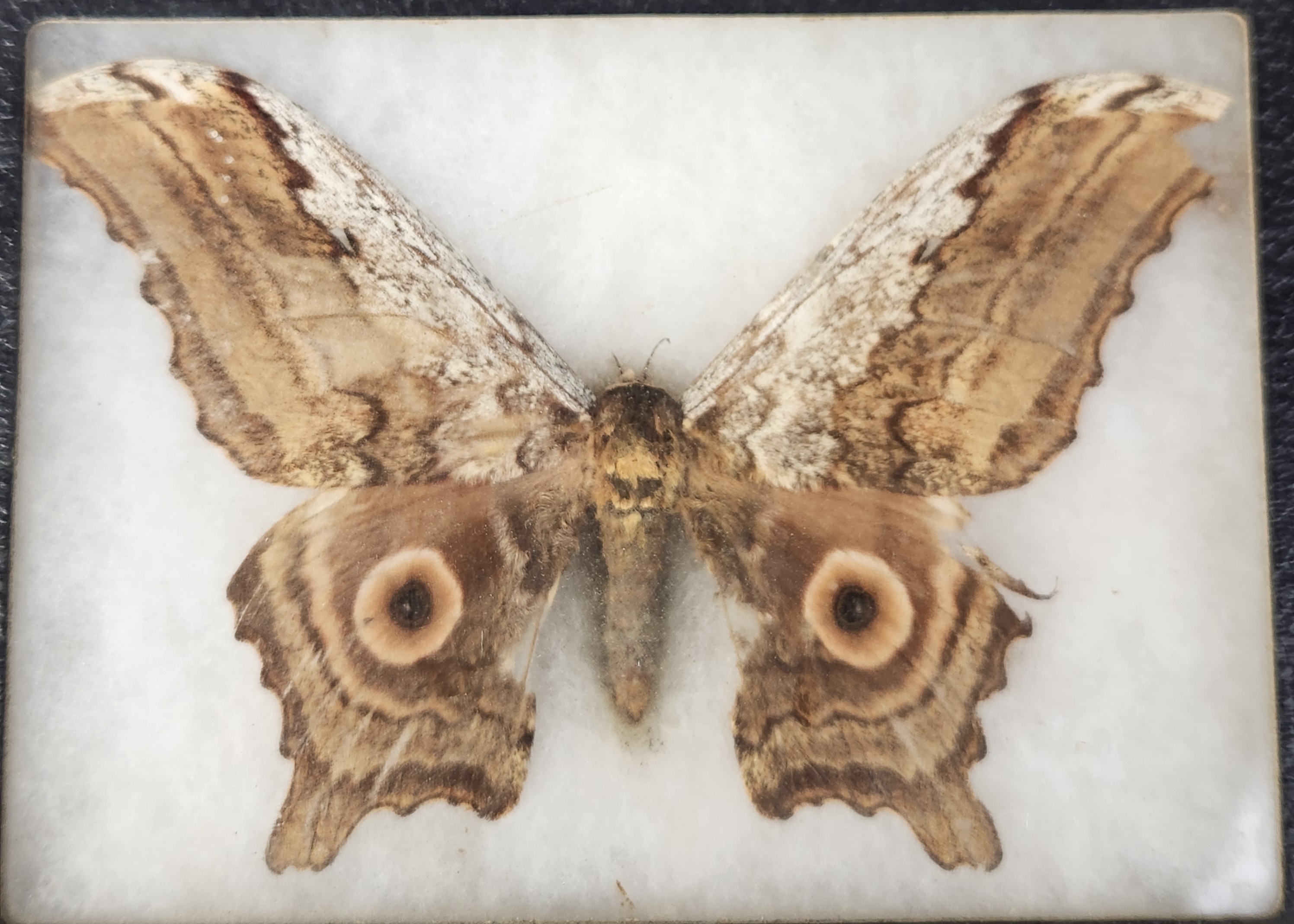 Framed Taxidermy Insect Specimens
