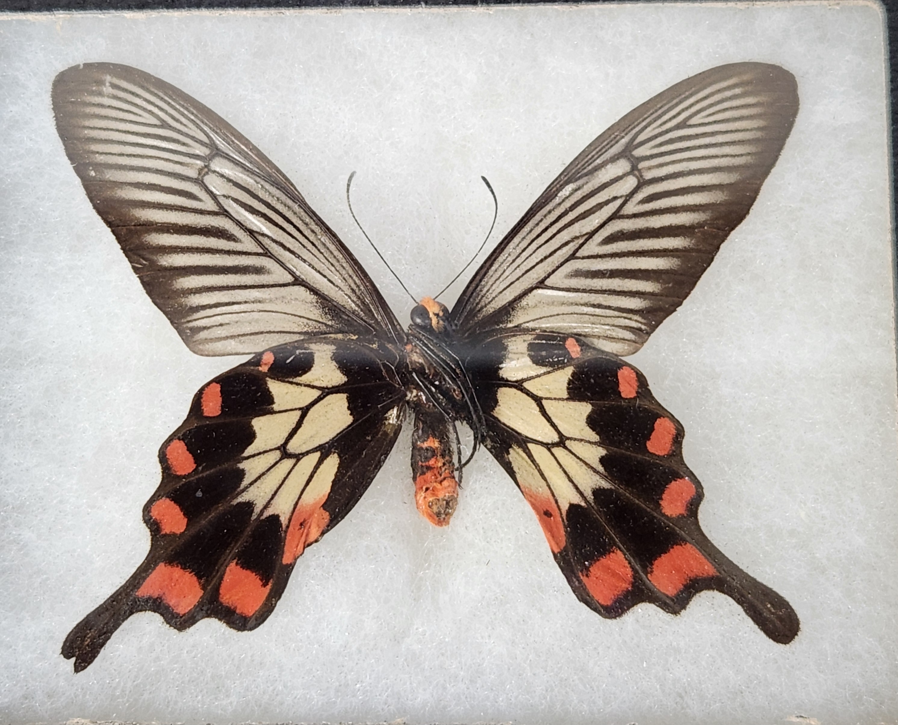 Framed Taxidermy Insect Specimens