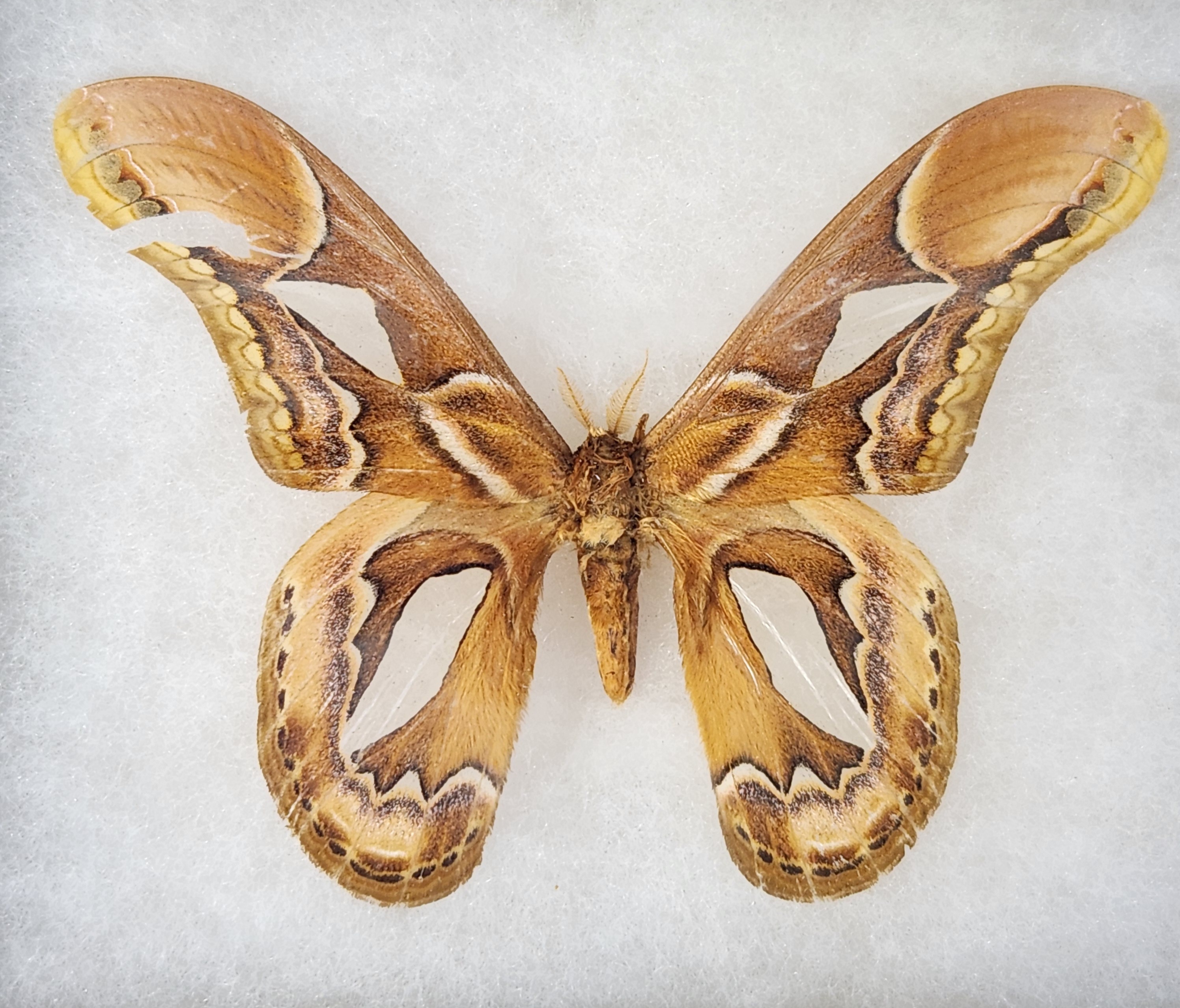 Framed Taxidermy Insect Specimens