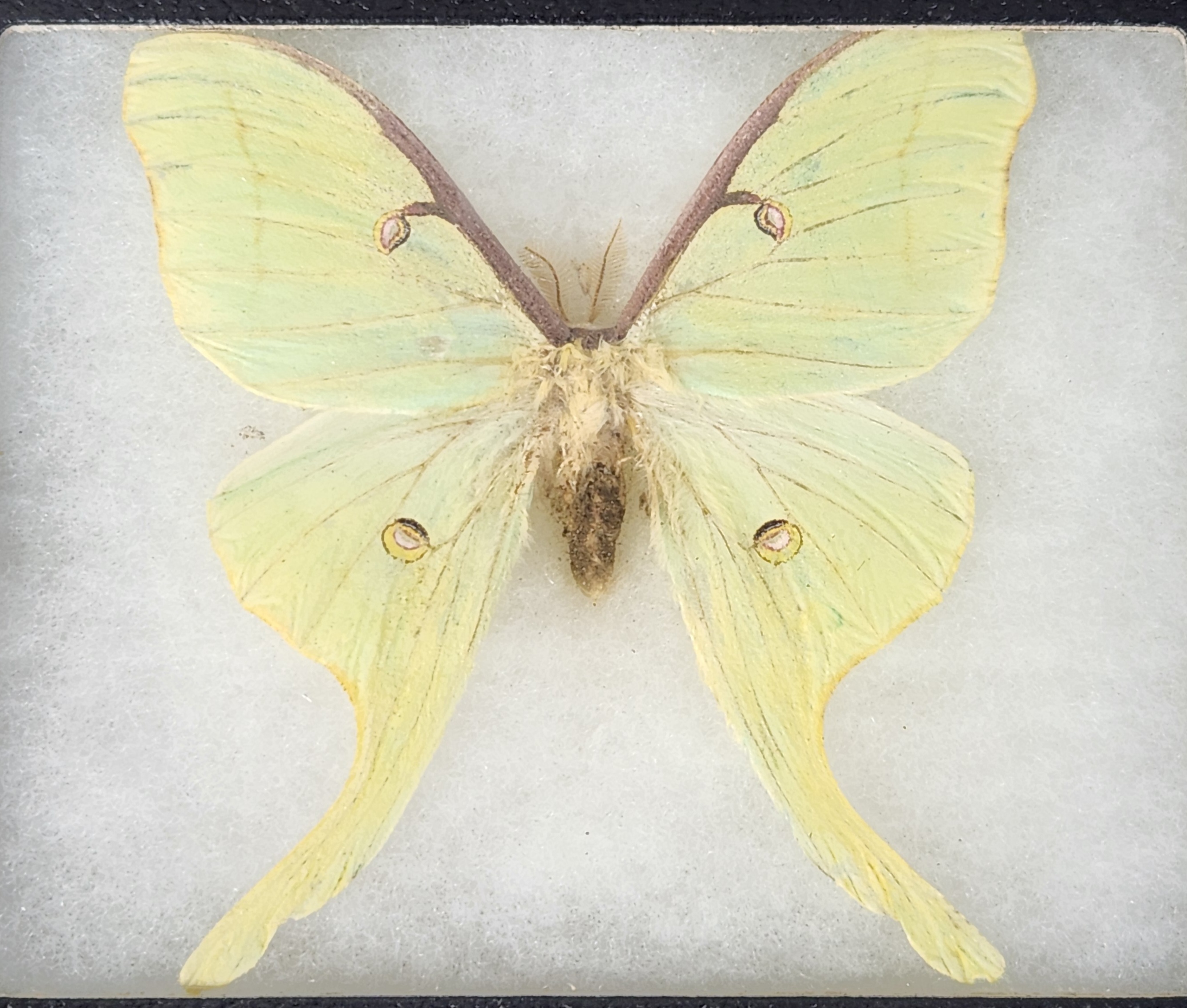 Framed Taxidermy Insect Specimens