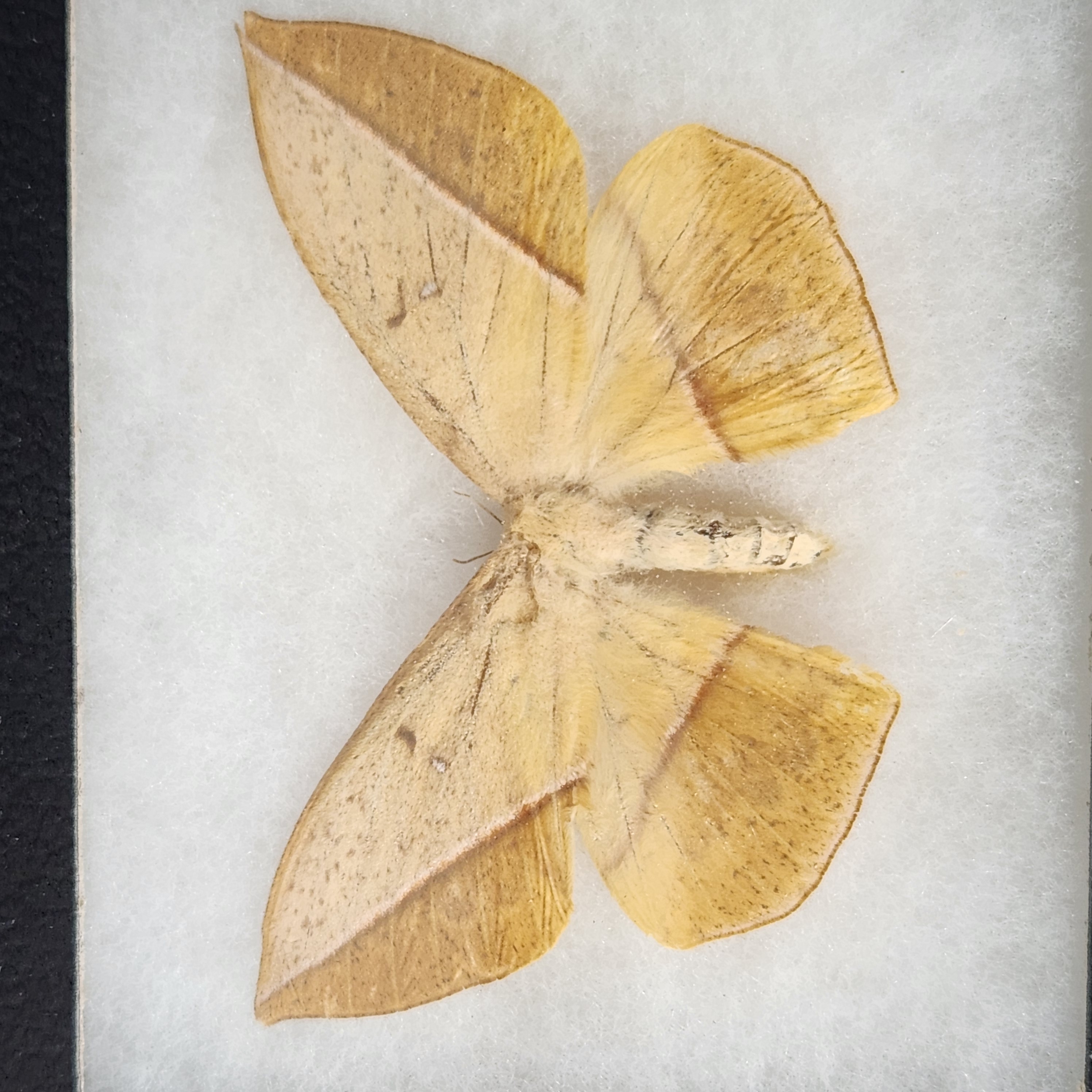 Framed Taxidermy Insect Specimens