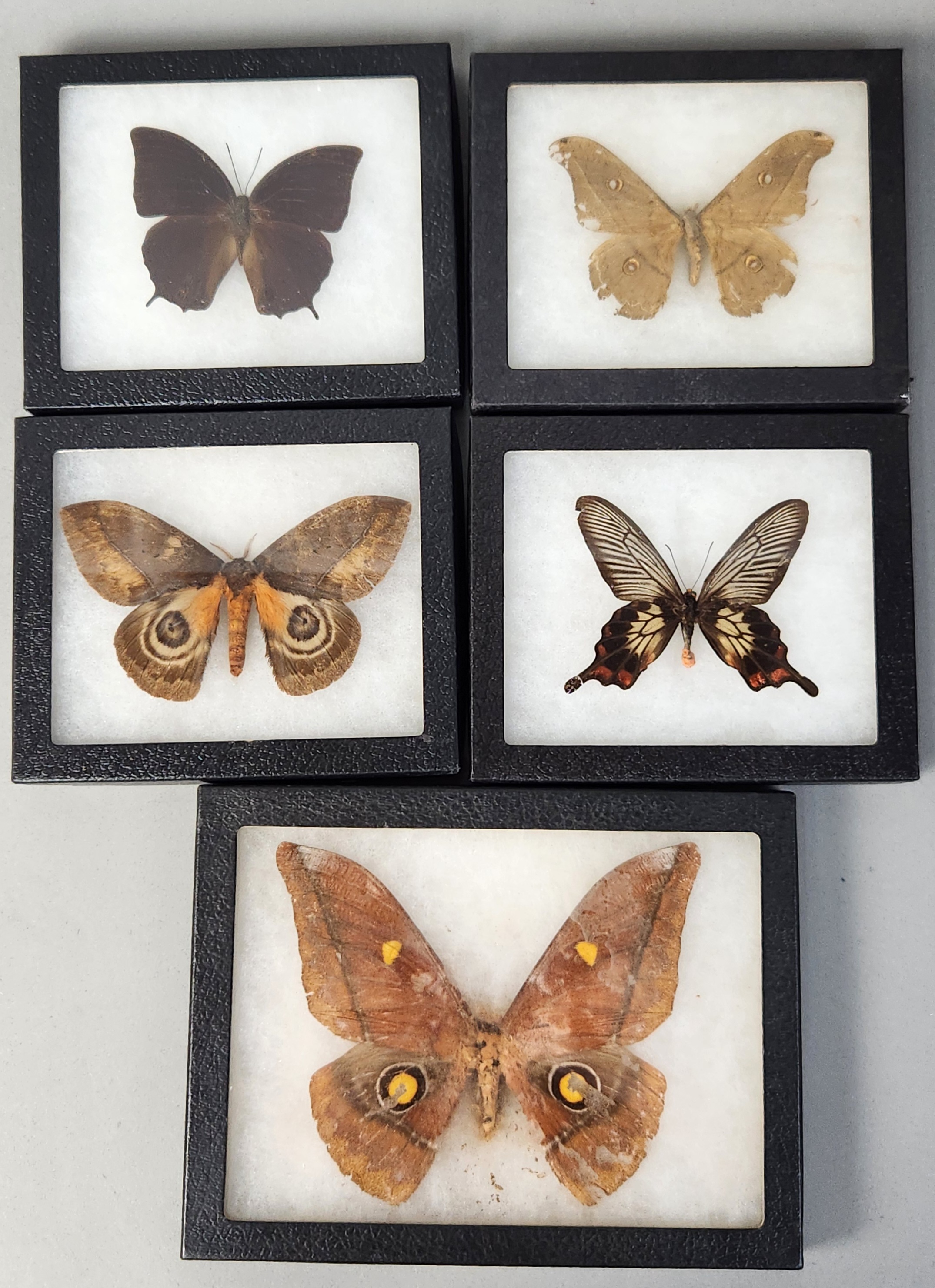 Framed Moth & Butterfly Specimens in Riker Mounts