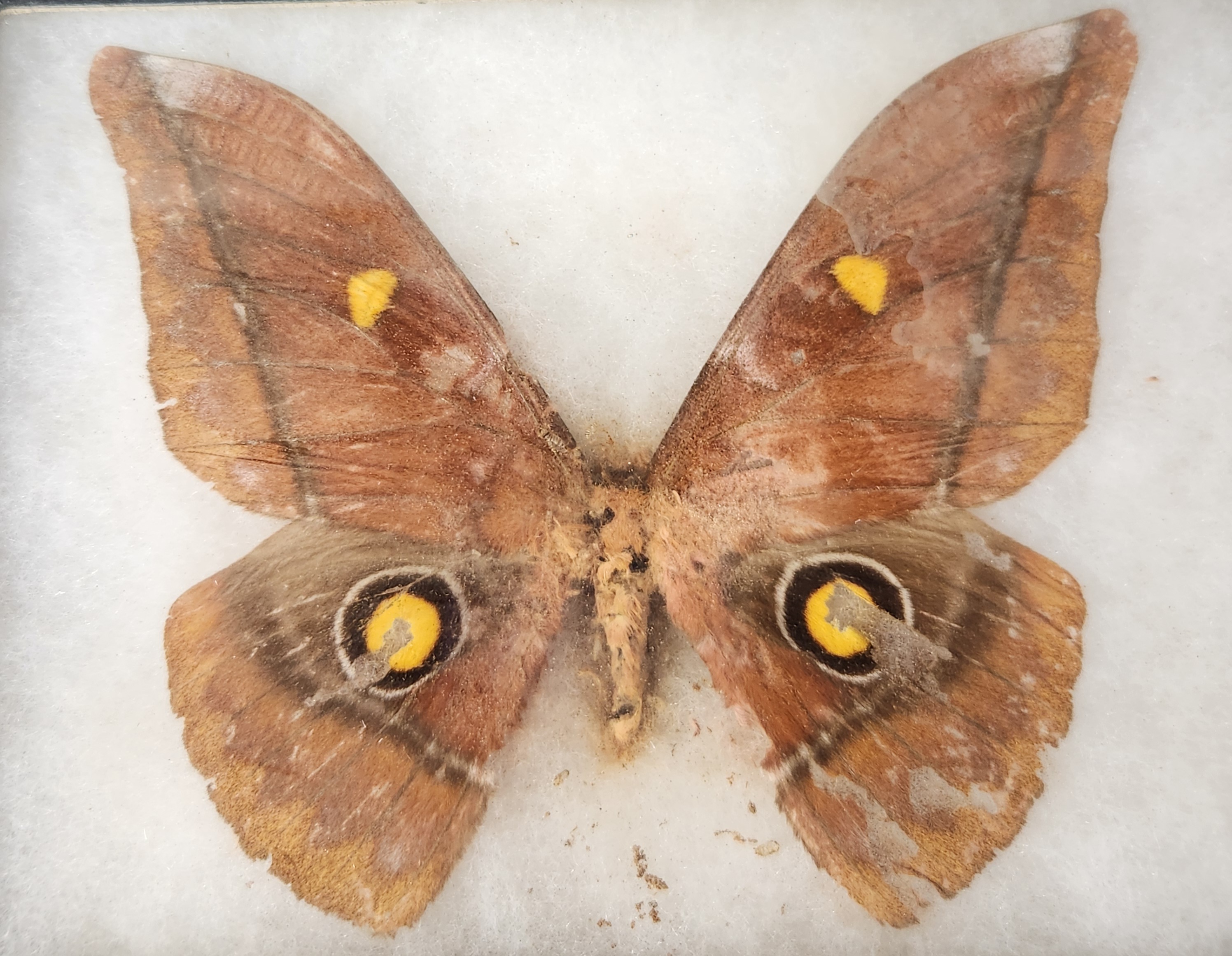 Framed Moth & Butterfly Specimens in Riker Mounts