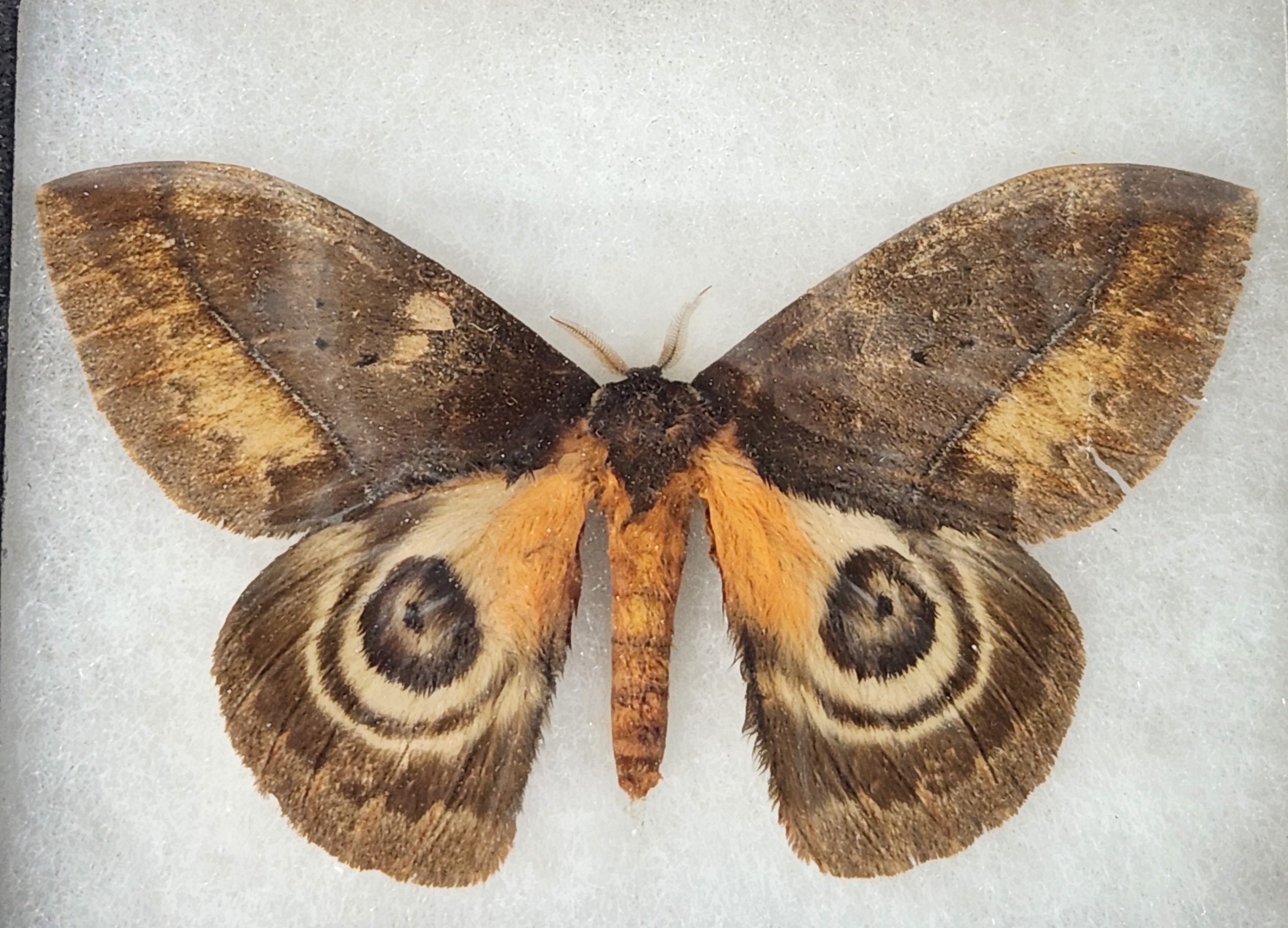 Framed Moth & Butterfly Specimens in Riker Mounts